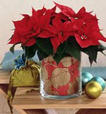 Poinsettia: ดาวคริสต์มาส Poinsettia: ดาวคริสต์มาส