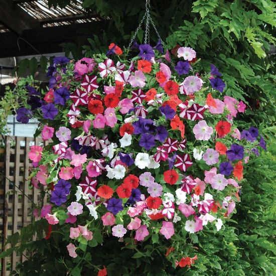 ต้นกล้า petunia