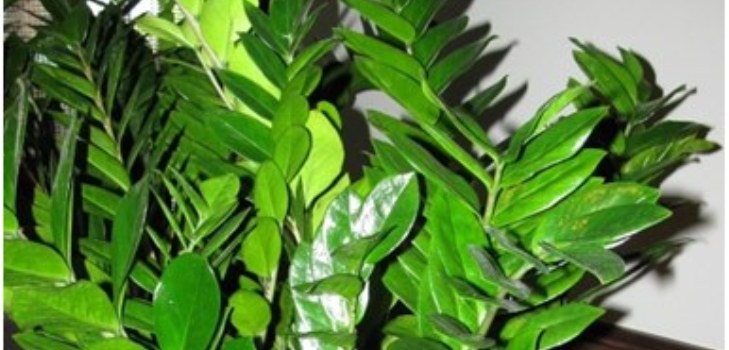 ใบของผกผัน