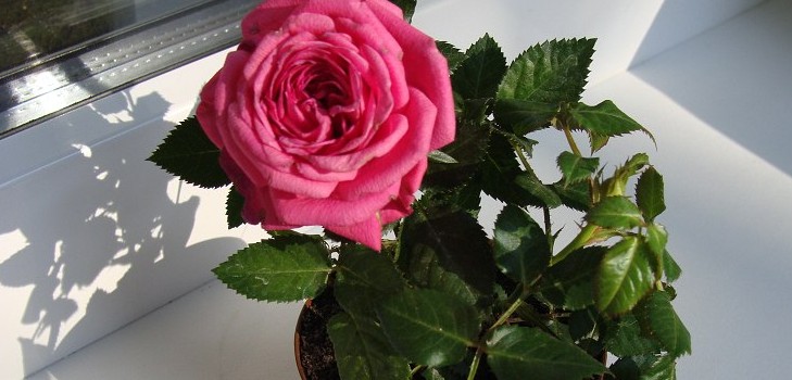 Rose at home: การดูแลและเนื้อหา
