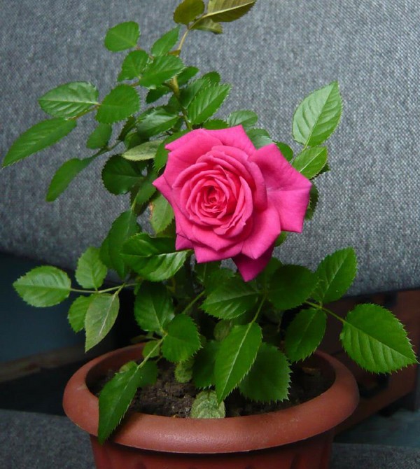 Rose at home: การดูแลและเนื้อหา