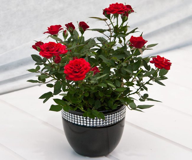 Rose at home: การดูแลและเนื้อหา