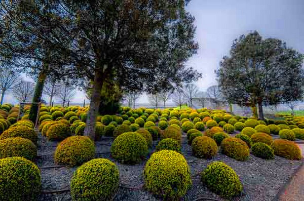 Boxwood - การตกแต่งที่เขียวขจีสำหรับสวนและธรณีประตูหน้าต่าง