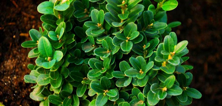Boxwood - การตกแต่งที่เขียวขจีสำหรับสวนและธรณีประตูหน้าต่าง