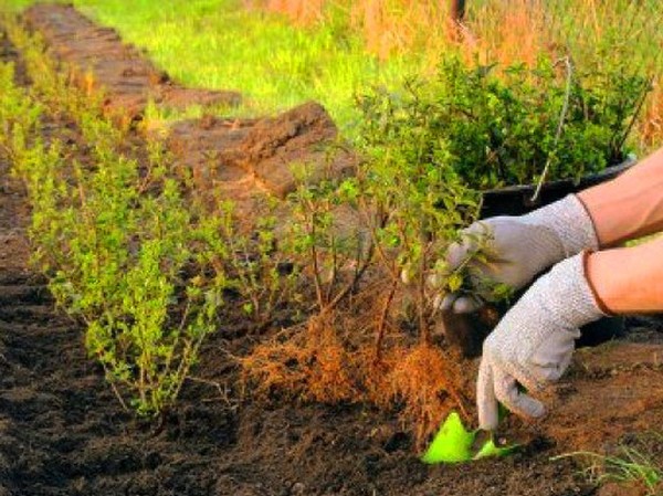 Boxwood - การตกแต่งที่เขียวขจีสำหรับสวนและธรณีประตูหน้าต่าง
