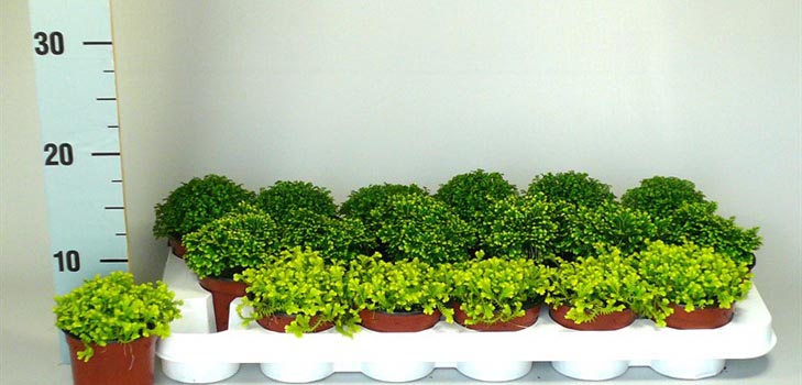 Selaginella: การดูแล