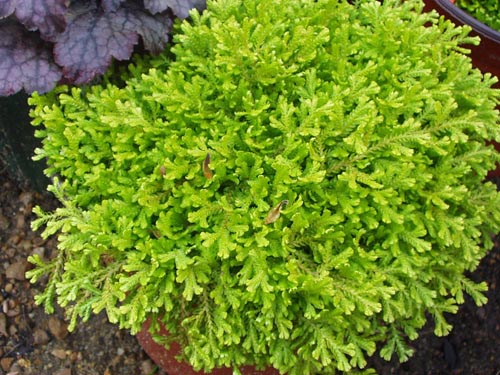 Selaginella: สายพันธุ์