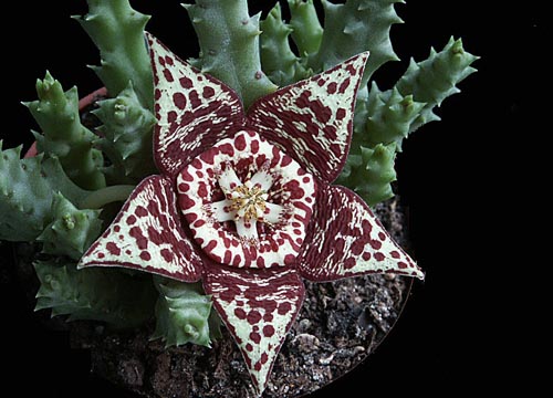 Stapelia: รูปถ่ายและการดูแลที่บ้าน
