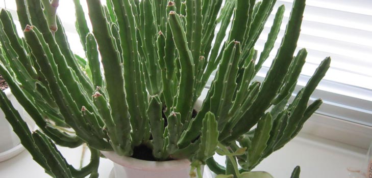 Stapelia: การดูแลที่บ้านอย่างถูกต้องภาพถ่ายดอกไม้ที่สวยงาม