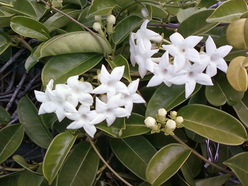 Stephanotis: การดูแลและถ่ายภาพ