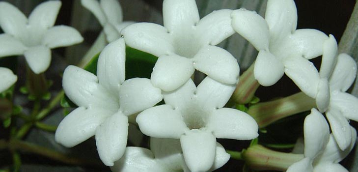 Stephanotis: การดูแลและถ่ายภาพ