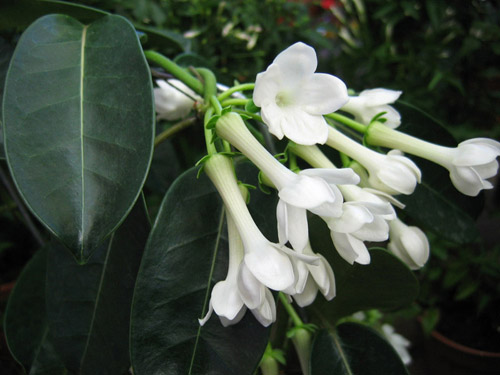 วิธีการดูแล stephanotis ของ Floribunda