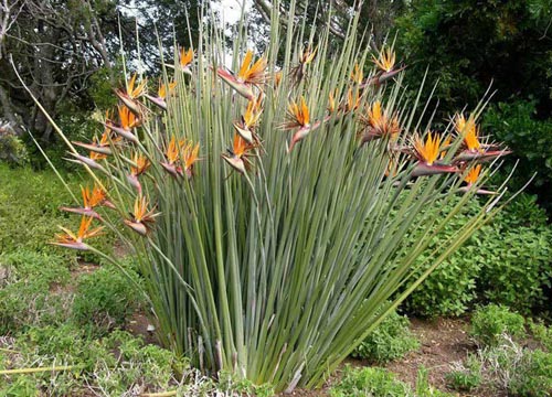 Strelitzia Royal: ภาพและการดูแลที่เหมาะสมที่บ้าน