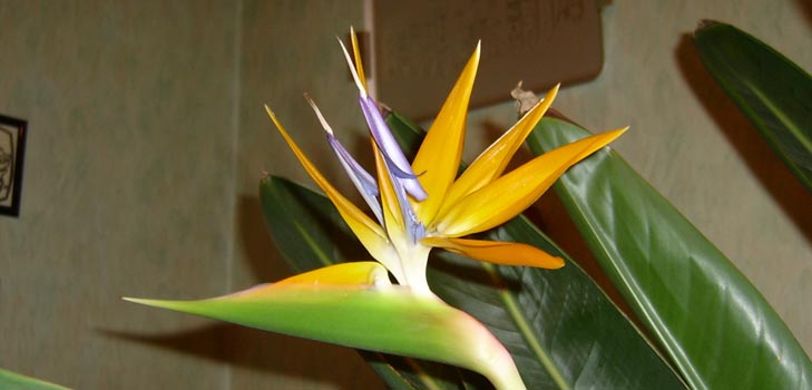Strelitzia Royal: ภาพและการดูแลที่เหมาะสมที่บ้าน