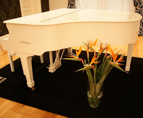 ดูแล strelitzia