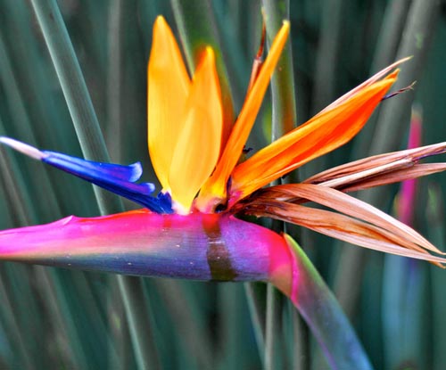 Strelitzia: ภาพถ่ายและการดูแลที่บ้าน