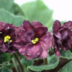 houseplants รักเงา