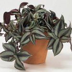 Tradescantia: คำอธิบายและการดูแล Tradescantia: คำอธิบายและการดูแล