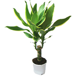 ดูแลเรื่องของไม้ dracaena