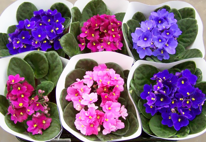 การดูแลสีม่วง (Saintpaulia)