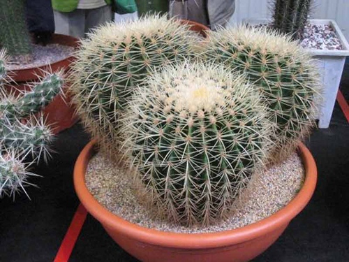 ชนิดของ cacti: อะไรคือชื่อของ cacti ภายในประเทศ?