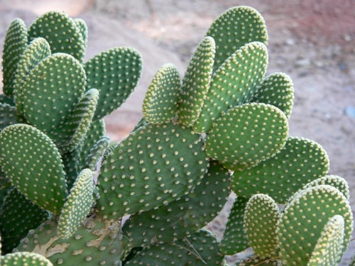ชนิดของ cacti: อะไรคือชื่อของ cacti ภายในประเทศ?