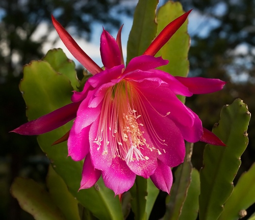 ชนิดของ cacti: อะไรคือชื่อของ cacti ภายในประเทศ?