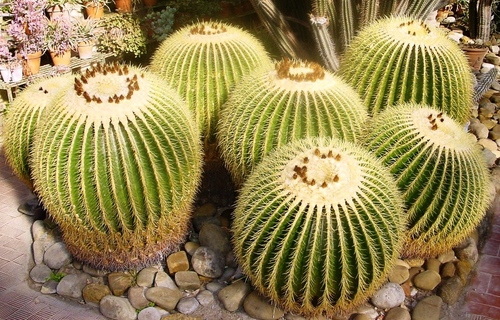 ชนิดของ cacti: อะไรคือชื่อของ cacti ภายในประเทศ?