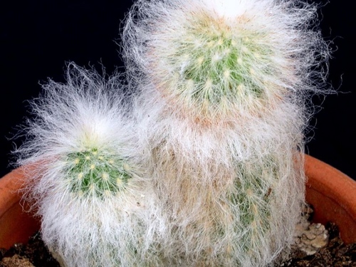 ชนิดของ cacti: อะไรคือชื่อของ cacti ภายในประเทศ?