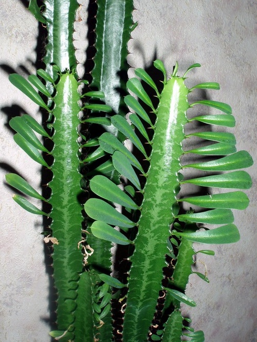 ชนิดของ cacti: อะไรคือชื่อของ cacti ภายในประเทศ?