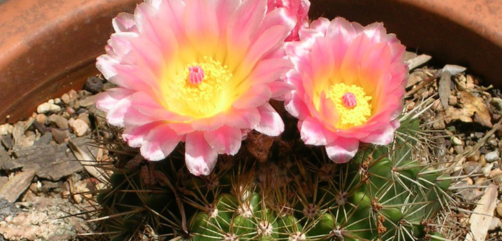 ชนิดของ cacti: อะไรคือชื่อของ cacti ภายในประเทศ?