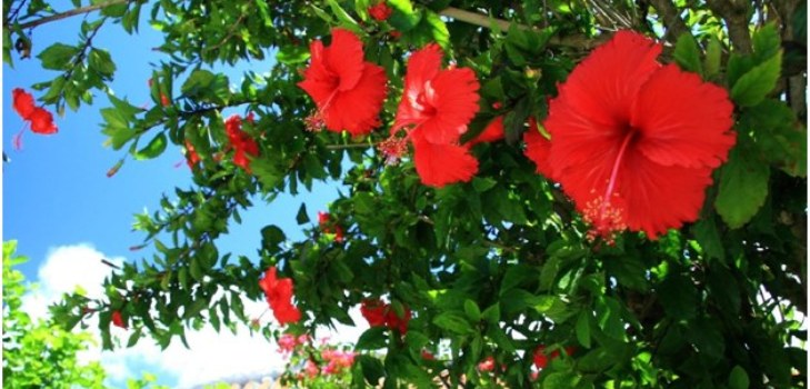 ดอกไม้ Hibiscus
