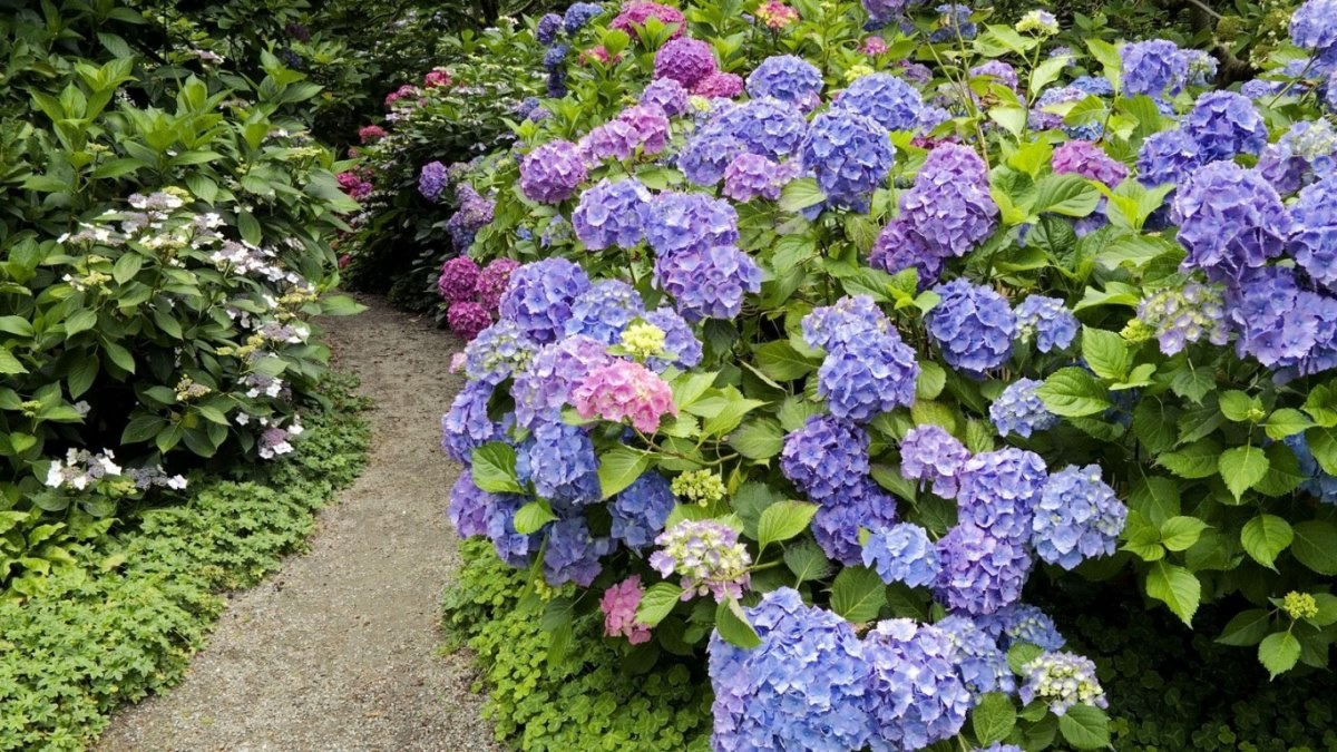 หลายสี
