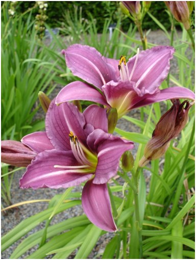 daylily เก็บไว้อย่างดี