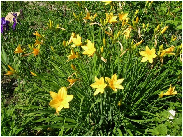 พันธุ์ daylily
