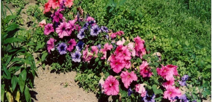 petunias ในสวน