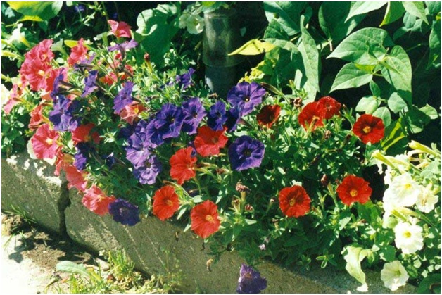 petunia สวยงาม