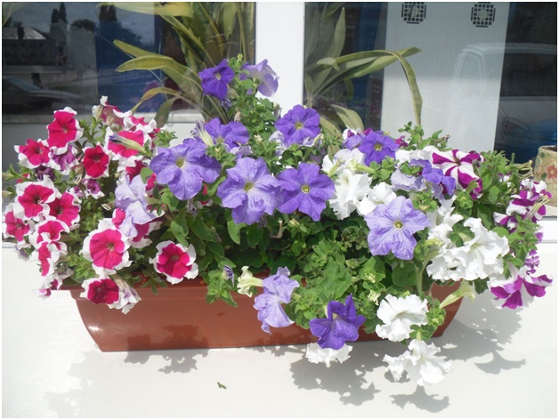 petunias ปลูก