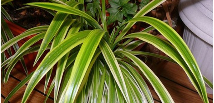 พืช chlorophytum