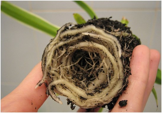 ราก chlorophytum