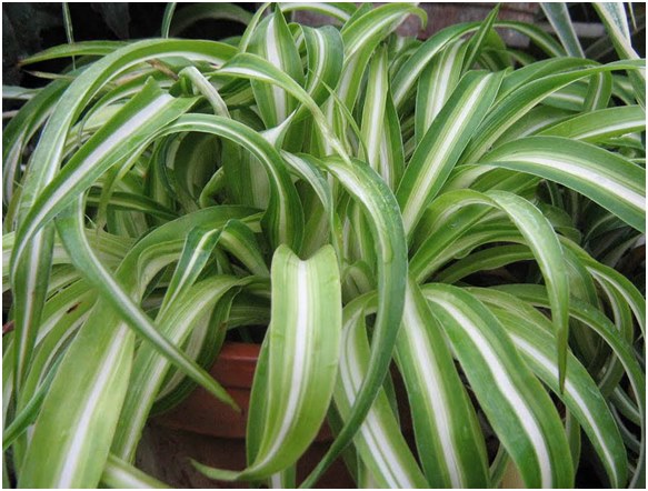 การเพาะปลูกและการดูแลของ chlorophytum