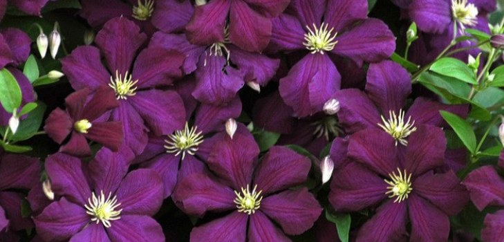ดอกไม้ Clematis