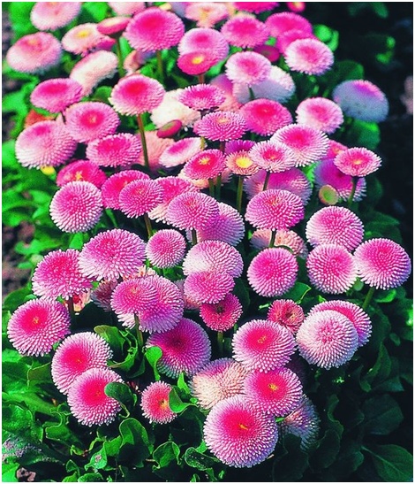 Daisies จำนวนมาก