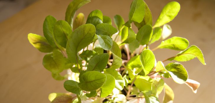 การเพาะปลูกของ arugula ในสภาพบ้าน
