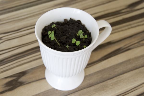 การเพาะปลูกของ arugula ในสภาพบ้าน