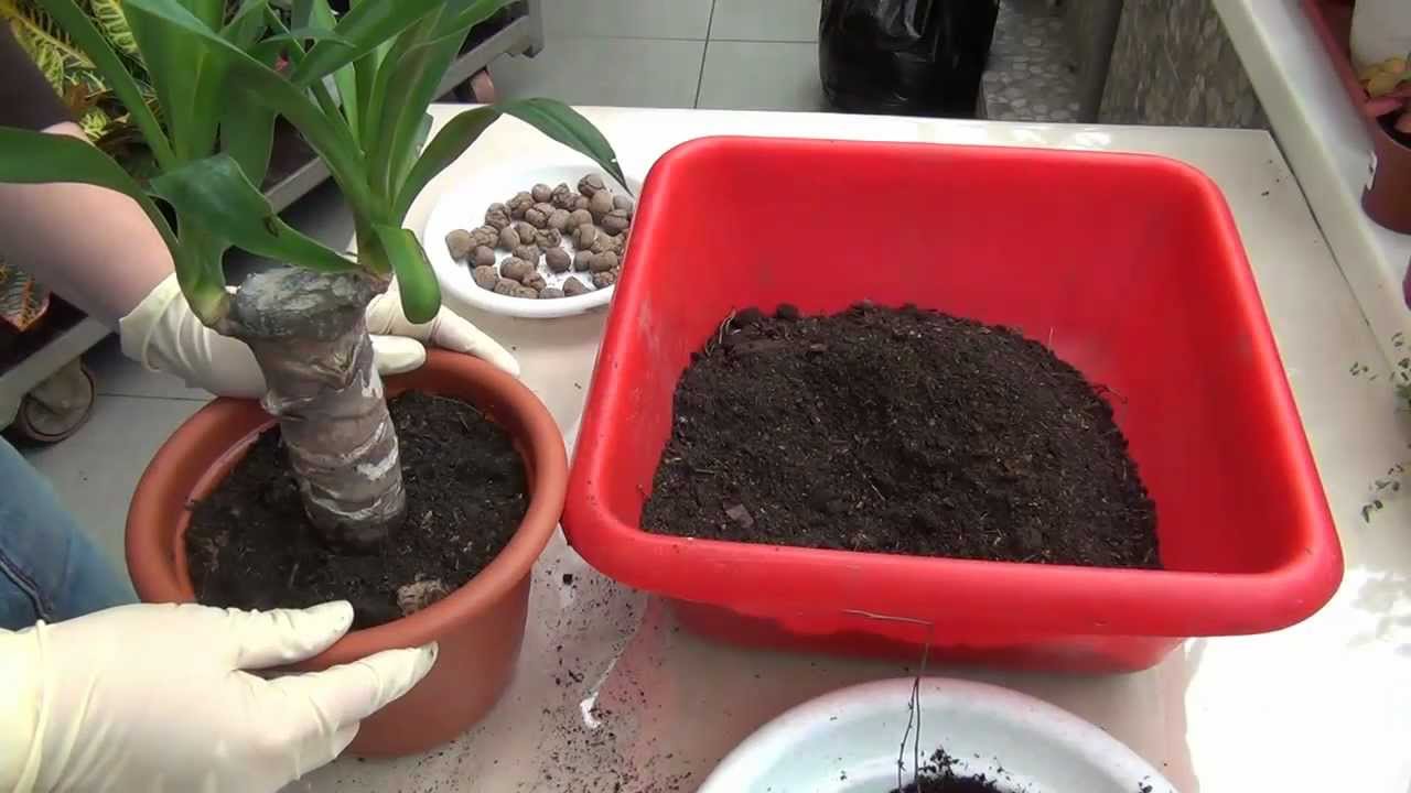 มันสำปะหลังที่บ้าน: การดูแลและการสืบพันธุ์