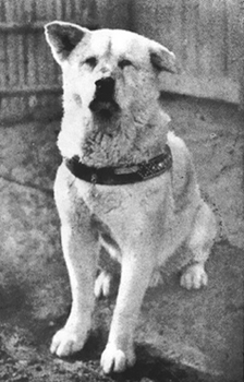 Real Hachiko