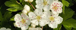 น้ำเกรวี่ของดอกไม้ Hawthorn