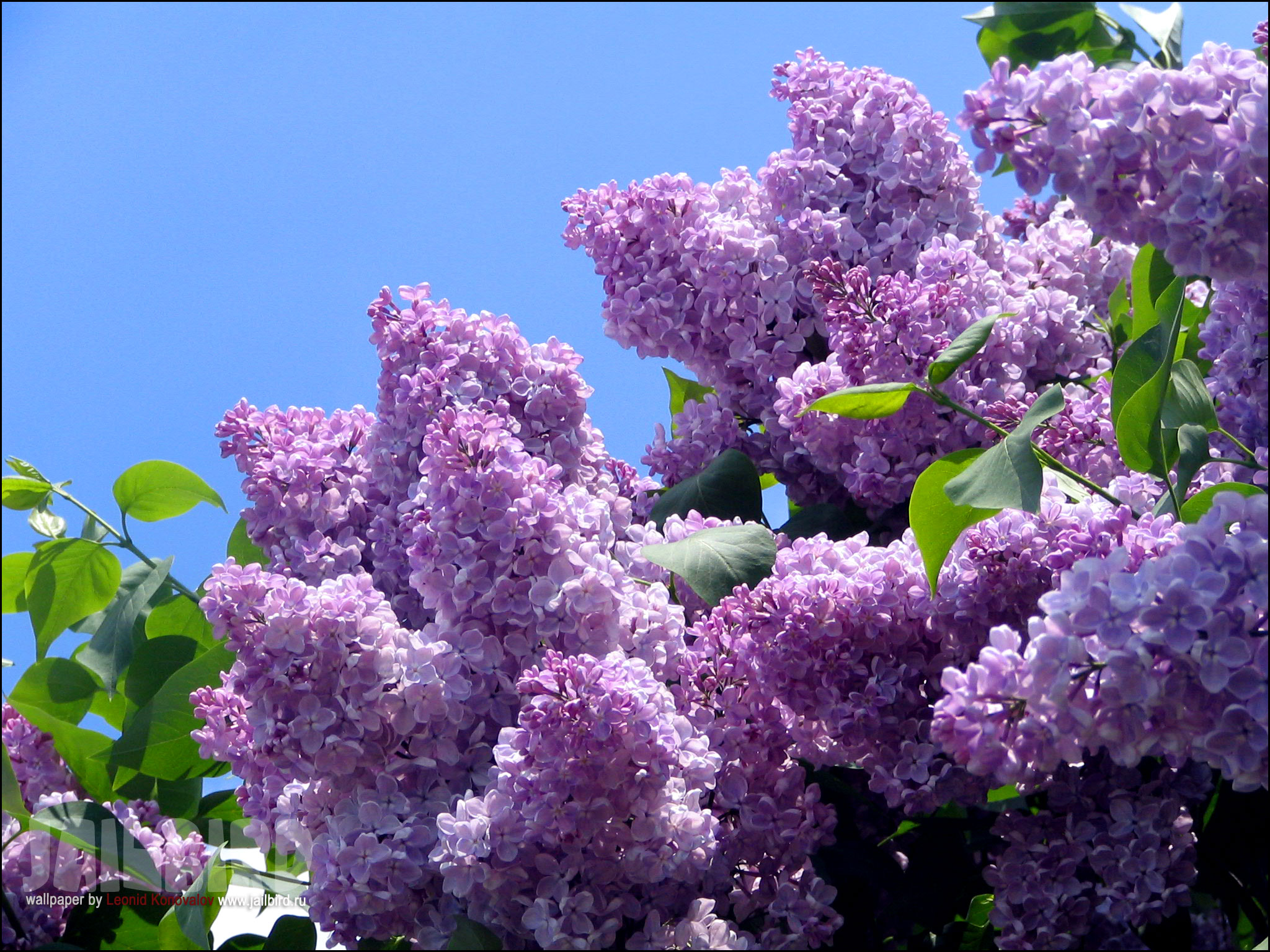 การรักษาโรคของการเยียวยาพื้นบ้านแบบสะโพก