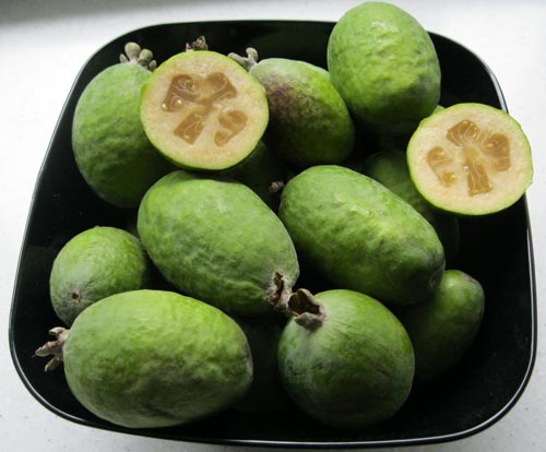 Feijoa - คุณสมบัติที่เป็นประโยชน์ประโยชน์และเป็นอันตรายต่อ feijoa